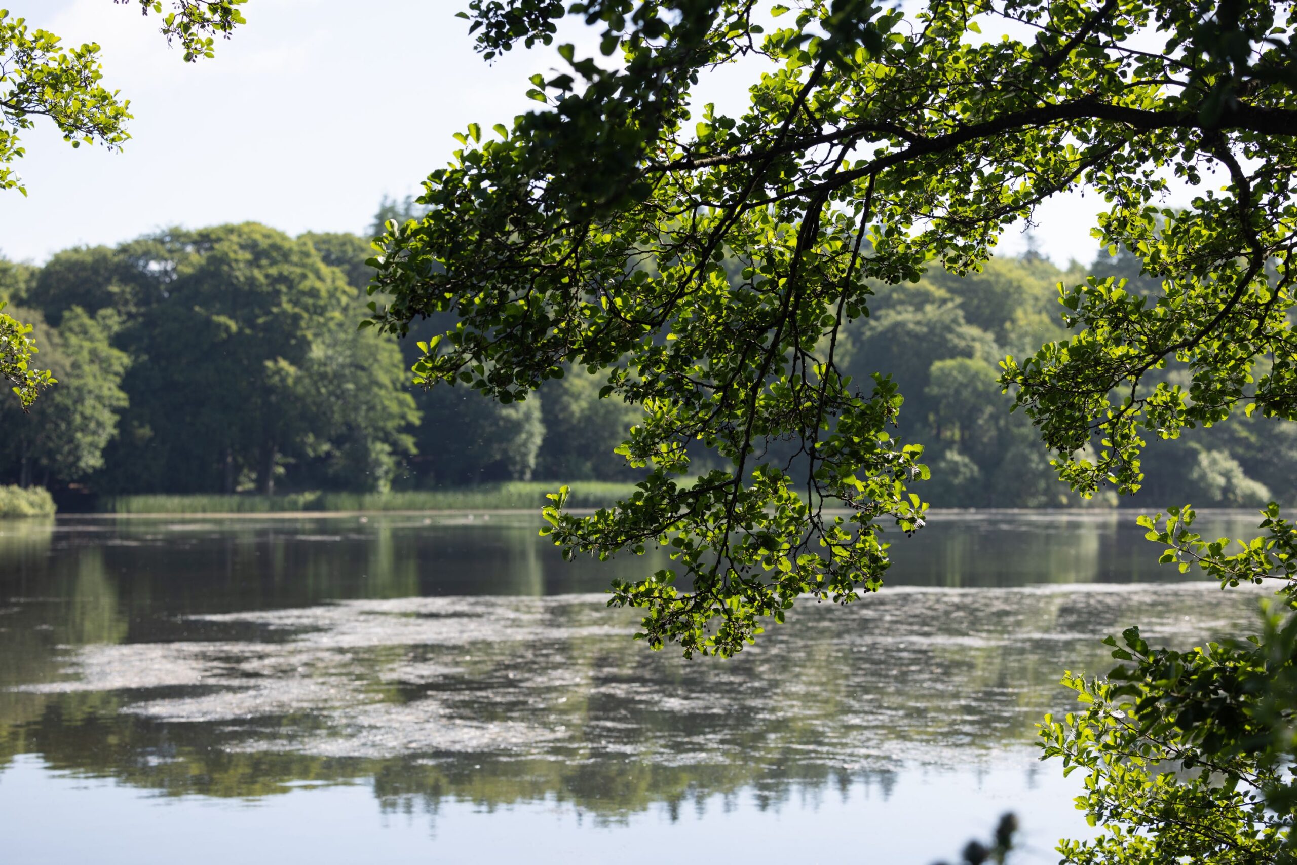 Mere views 1 Views of Mere from Alderley Park lakes and trees